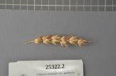 Click for 1 image(s) for this accession. Spike